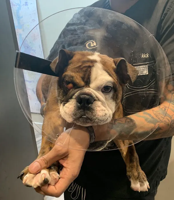 Veterinary Eye Institute Plano Picture 2