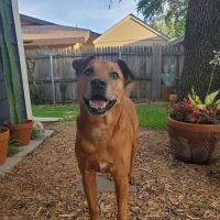 Emergency Animal Hospital of Collin County ico