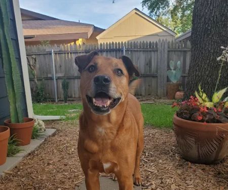 Emergency Animal Hospital of Collin County