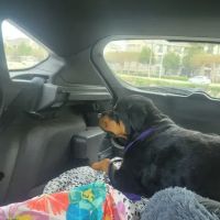 Dallas Veterinary Surgical Center (DVSC) - Plano ico