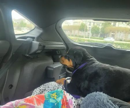 Dallas Veterinary Surgical Center (DVSC) - Plano