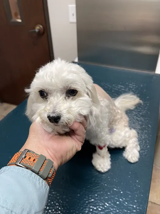 Dallas Veterinary Surgical Center (DVSC) - Plano Picture 3