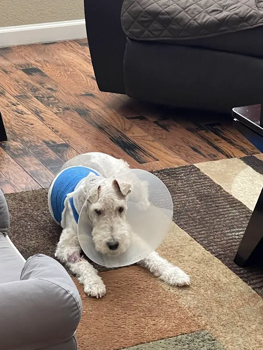 Dallas Veterinary Surgical Center (DVSC) - Plano Picture 5