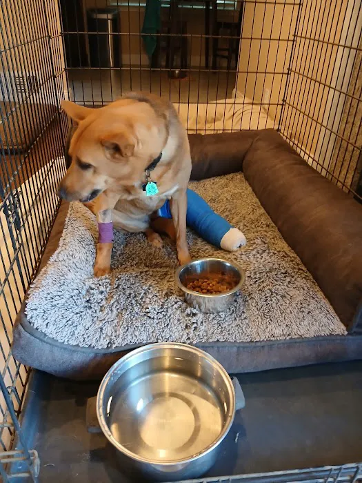 Dallas Veterinary Surgical Center (DVSC) - Plano Picture 8