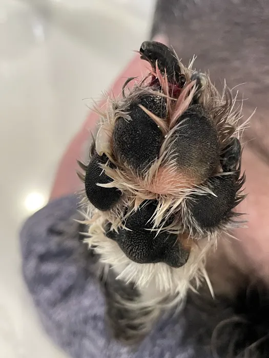 Vet Concierge Picture 3