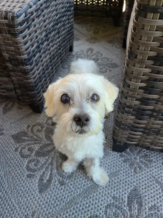Vet Concierge Picture 4