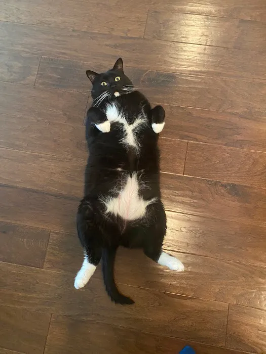 Vet Concierge Picture 8
