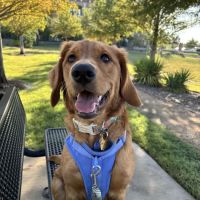Frisco Pet Hospital ico