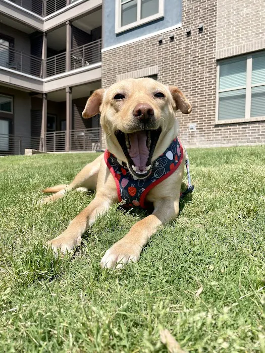Frisco Pet Hospital Picture 4