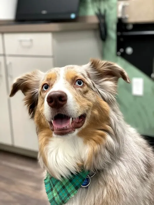 CityVet | Prosper Windsong Ranch Picture 6