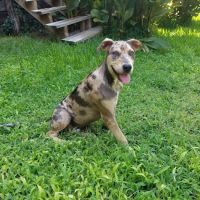 Westridge Animal Hospital ico