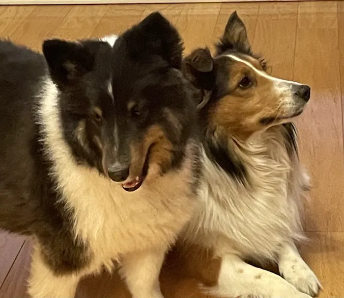Westridge Animal Hospital Picture 8