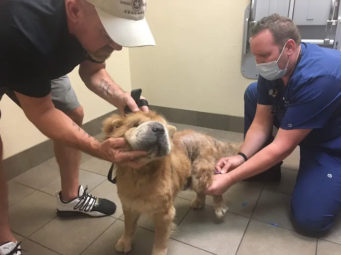 VCA Mercedes Place Animal Hospital Picture 4