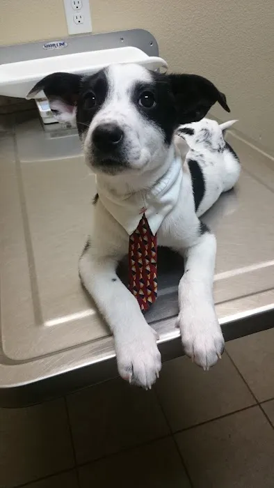 VCA Mercedes Place Animal Hospital Picture 7