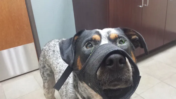 VCA Mercedes Place Animal Hospital Picture 9