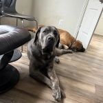 Shaffer Veterinary Services