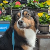 North Texas Animal Reproductive Services ico