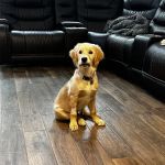Burleson Animal Emergency Hospital