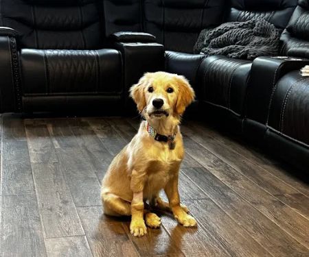 Burleson Animal Emergency Hospital