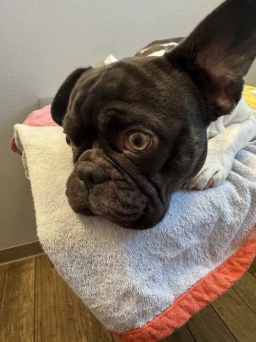 Burleson Animal Emergency Hospital Picture 2