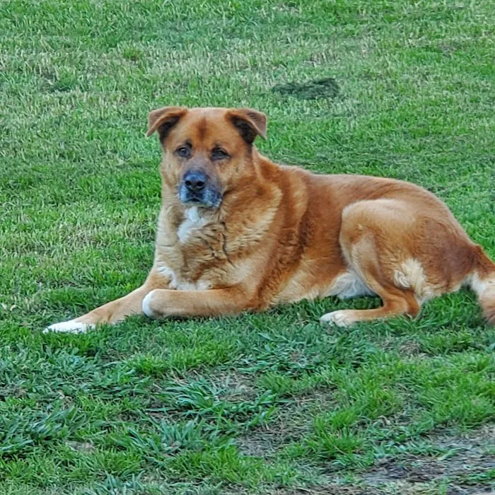 Burleson Animal Emergency Hospital Picture 9