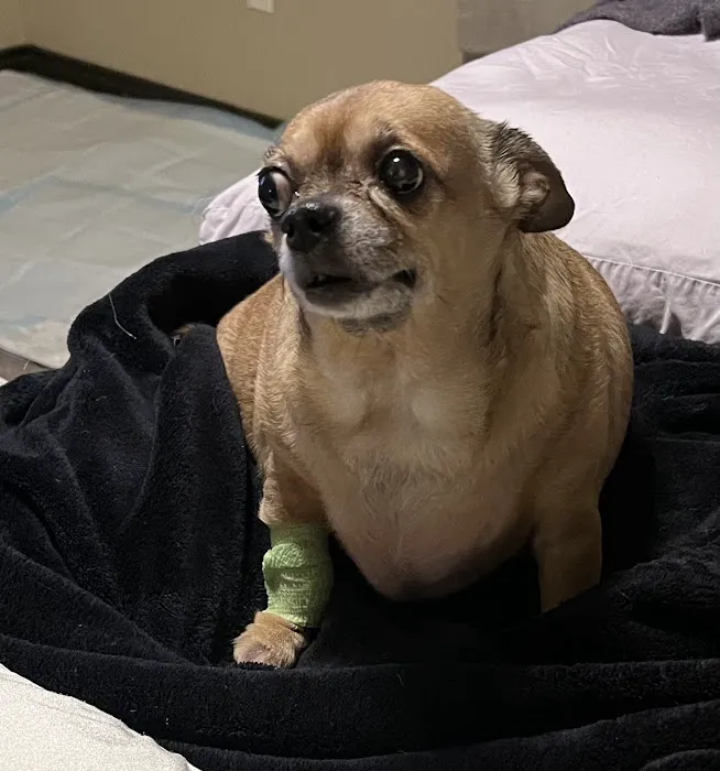 Burleson Animal Emergency Hospital Picture 10