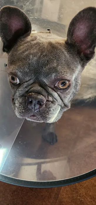 VCA Deer Creek Animal Hospital Picture 5