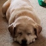 Banfield Pet Hospital