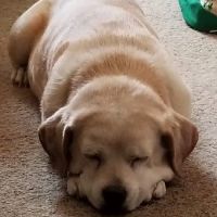 Banfield Pet Hospital ico