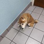Banfield Pet Hospital