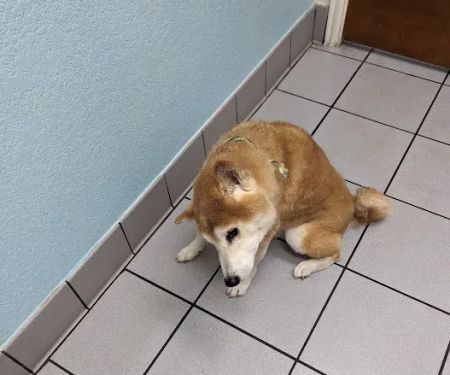 Banfield Pet Hospital