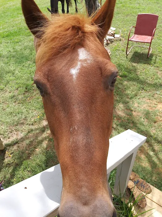 Burleson Equine Hospital Picture 2