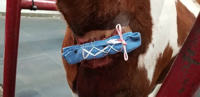 Burleson Equine Hospital Picture 6