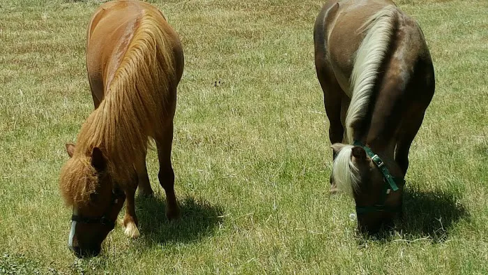 Burleson Equine Hospital Picture 7