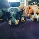 Reeves Mobile Vet Services