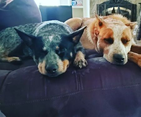 Reeves Mobile Vet Services