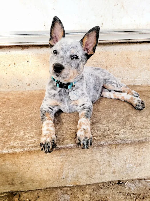 Reeves Mobile Vet Services Picture 2
