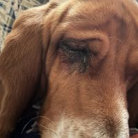 Countryside Animal Medical Clinic ico