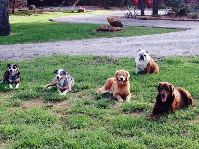 Lone Oak Veterinary Clinic Picture 3
