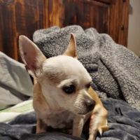 Lone Oak Veterinary Clinic ico