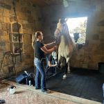 Equine Athlete Veterinary Services