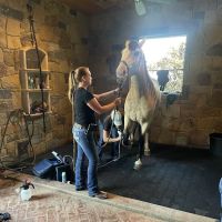 Equine Athlete Veterinary Services ico