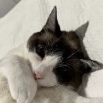 Country View Animal Hospital