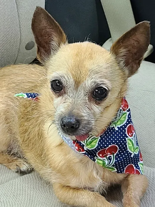 Aubrey Animal Medical Center Picture 3