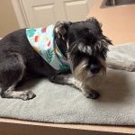 Aubrey Animal Medical Center