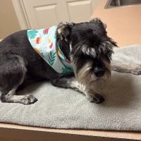 Aubrey Animal Medical Center ico