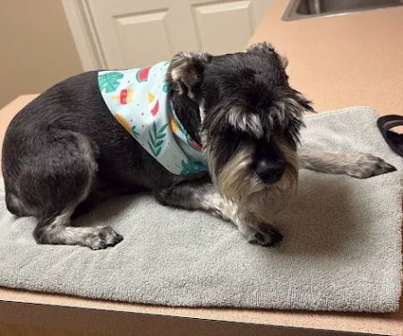Aubrey Animal Medical Center