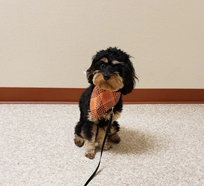 Aubrey Animal Medical Center Picture 2