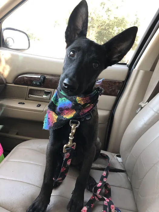 Aubrey Animal Medical Center Picture 8