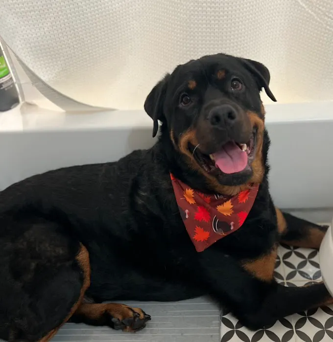 Aubrey Animal Medical Center Picture 7